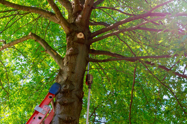 Professional Tree Removal in Juniper Canyon, OR